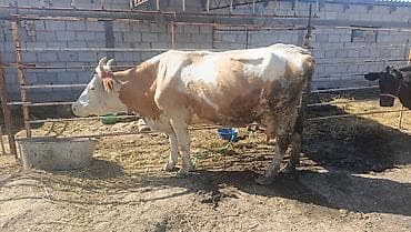 где можно купить кошку в бишкеке: Продаю | Корова (самка) | Для разведения — 3