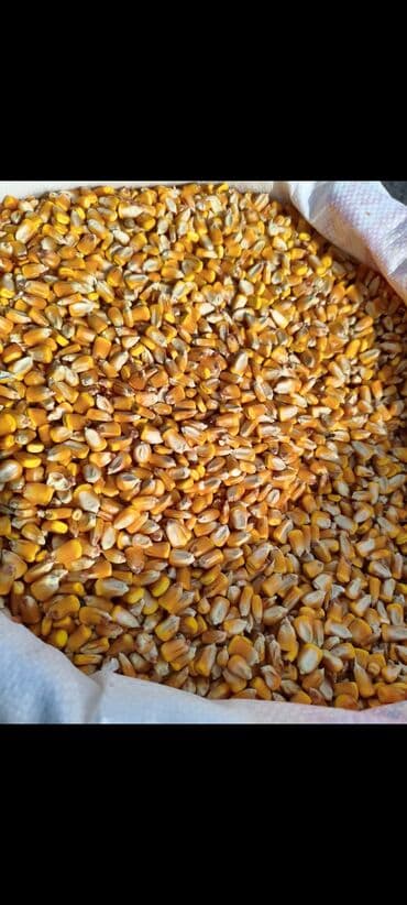 Кукуруза Оптом, Самовывоз