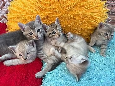 отдам котят в добрые руки бишкек: Отдаю котят в добрые руки 🤗 Мама на половину — 3
