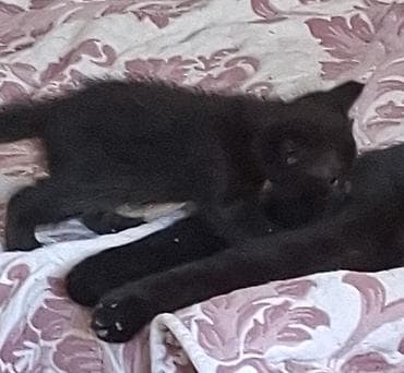 котята простые: ОТДАМ ДАРОМ КОТЯТ 2 девочки, 4 мальчика. 20 июля был месяц, пытаются — 2