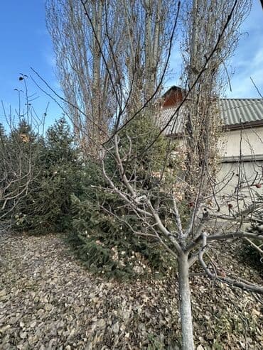 купить шкаф для одежды бишкек: Саженцы деревьев: Ели — 9