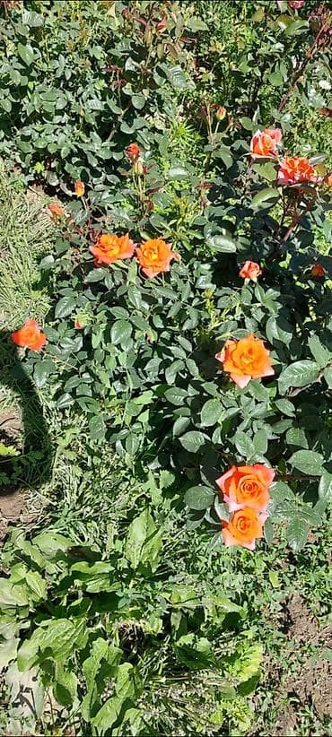 махровый: Саженцы Бесплатная доставка — 3