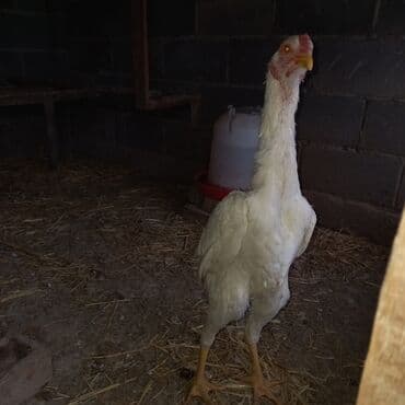 дойный апарат для коров: Продаю | Куры | Дакан | Для разведения — 4
