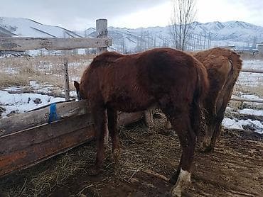 тай сокулук: Сатам | Тай | Көбөйтүү үчүн — 2