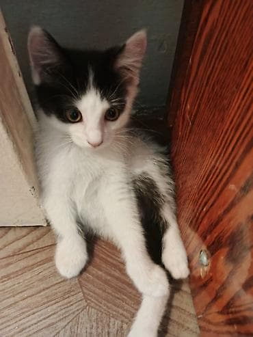 Мышыктар: Котята, домашние, приучены к лотку. - Окрас: один черно‑белый — 2