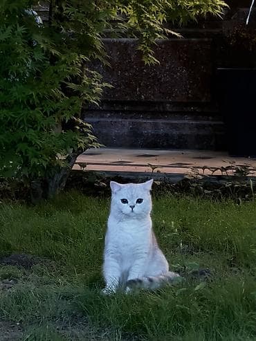 Продается Шотландский кот высшего качества . Серебристая Шиншилла 10