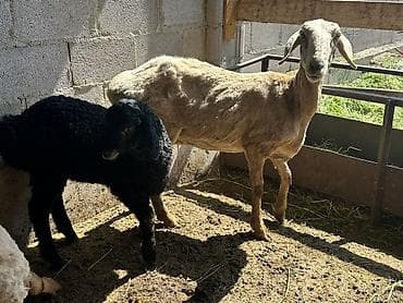 венгерская овчарка: Продаю | Овца (самка) | Для разведения | Матка — 4