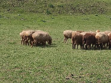 жирный баран: Продаю | Овца (самка) | Для разведения | Племенные — 6