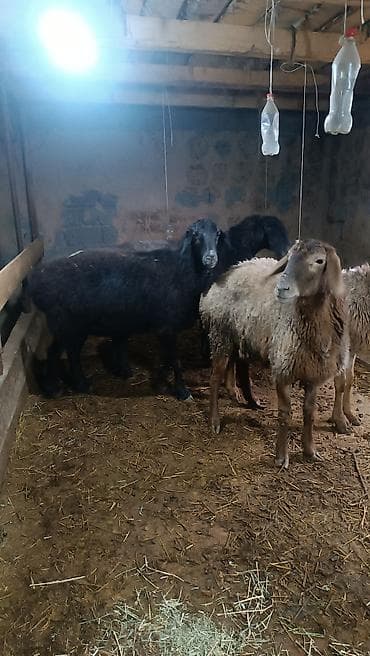 Рыбы: Продаю | Баран (самец) | Арашан | Для разведения | Матка — 1