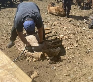 Кой кыркабыз