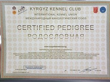 овчарка самка: Немецкая овчарка, 5 лет, Самец, С родословной — 3