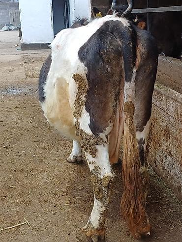 сары булун: Сатам | Уй (ургаачы) | Союуга | Байланган — 3