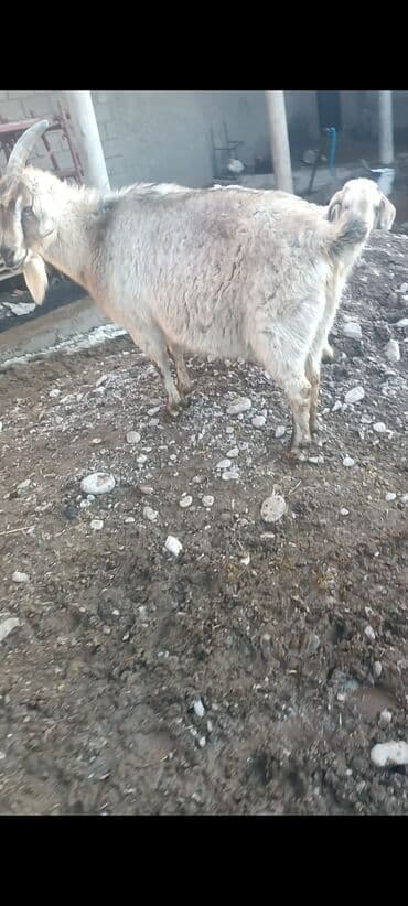 оптом эчки: Сатам | Эчки (ургаачы), Теке (эркек), Улак | Аргын, Битал | Союуга, Көбөйтүү үчүн, Сүт алуу үчүн | Бооз, Жасалма жол менен боозутуу — 3