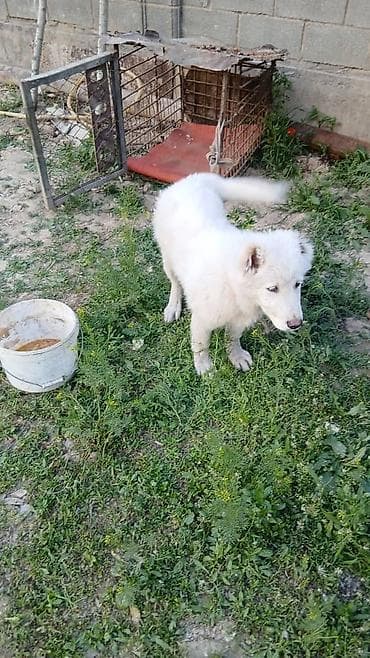 машинки для стрижки животных: Албай 2 айлык — 1