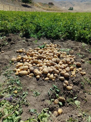 мешки 50 кг: Картошка Джелли, Оптом — 5