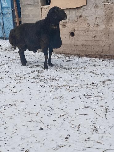 малиш кой: Продаю | Баран (самец) | Арашан | Для разведения | Племенные, Осеменитель — 3