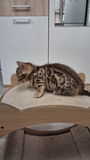 немецкая овчарка щенок в оше: Бенгальская, 2 месяца, Девочка, Приучена к лотку, Проглистована, С документами — 10