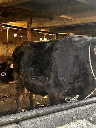 Ветеринар кызматы: Сатам | Уй (ургаачы) | Алатоолук | Союуга — 6