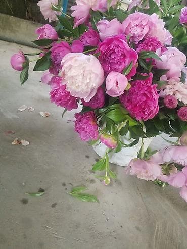 продаю вазу: Пионы под срез— пышные шапки цветов в оттенках от нежно‑розового до — 2