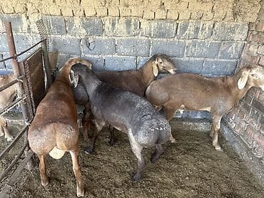 Продам с/х животных: Продаю | Баран (самец) | Арашан | На забой | Осеменитель — 3