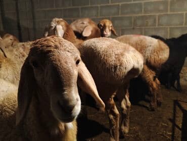 товары для кошек: Продаю | Баран (самец) | Гиссарская, Арашан | На забой — 1