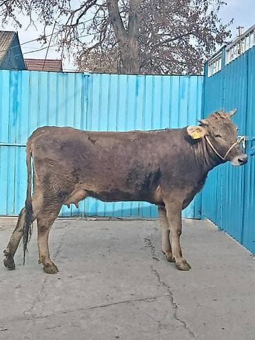 ящики для пчел: Продаю | Корова (самка) | Для молока | После отела — 4