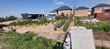 голубая ель саженцы: Саженцы деревьев: Ели, Платная доставка — 5