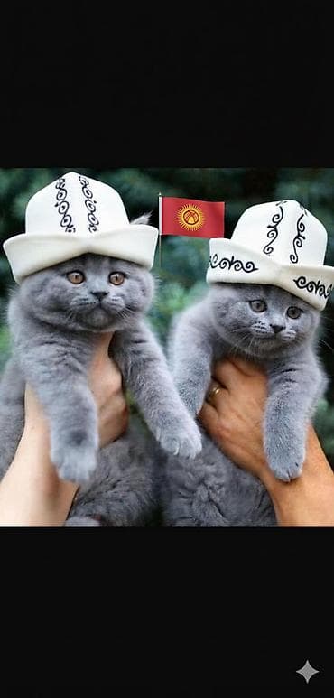 Британская короткошёрстная, 2 месяца, Мальчик, Голубой