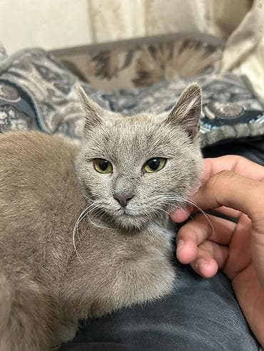 Мышык бекер берем: 5 айлык, Ургаачы, Лотокко барууга үйрөтүлгөн — 2