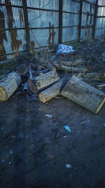 леса аренда кок жар: Бак кыябыз бардык турлорун абреска кылабыз отун кылып даярдайбыз? — 3