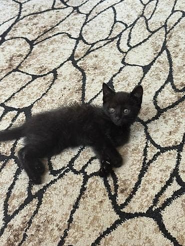 2 месяца, Девочка, Приучена к лотку