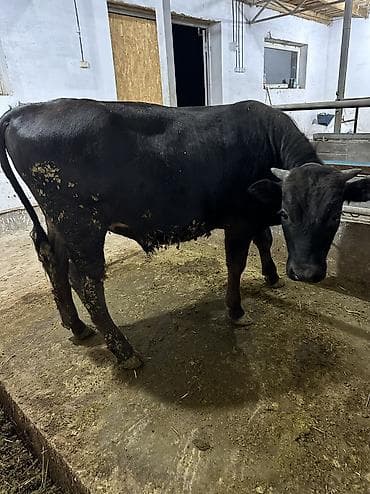 Айыл-чарба жаныбарлары: Сатам | Бука (эркек), Музоо | Аргын | Бордоп семиртүү үчүн, Союуга, Көбөйтүү үчүн | Байланган — 3