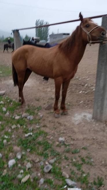 бигль собака: Продаю | Конь (самец), Жеребец | Рабочий — 8