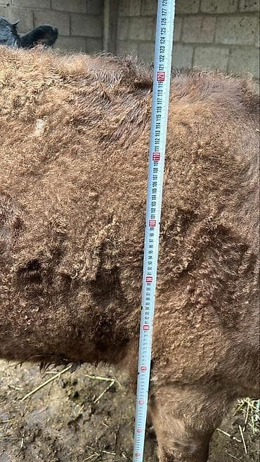 кекилик бишкек: Сатам | Кунаажын | Симментал | Союуга, Көбөйтүү үчүн, Сүт алуу үчүн | Асыл тукумдуу, Кысыр, Жасалма уруктандырылган — 10