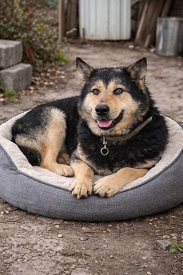 Кобель по кличке Добрыня (смесь с овчаркой) ищет хозяина. Отдаем