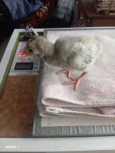 беде пресс чоп: Продаю | Индюшата | На забой | Племенные — 1