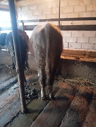 А/ч жаныбарларын сатам: Сатам | Бука (эркек) | Бордоп семиртүү үчүн | Байланган — 3