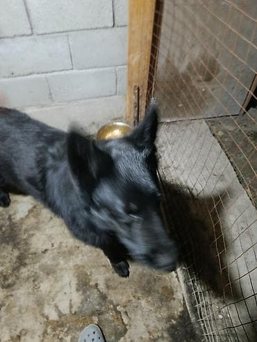 бойцовский питбуль: Немецкая овчарка, 2 года, Самец — 4