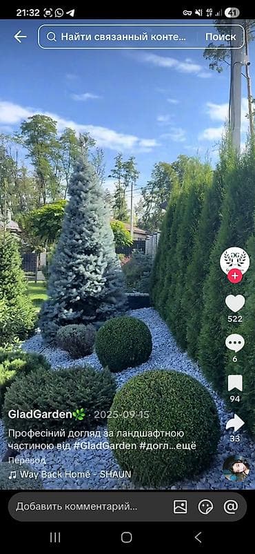 детская мебель 3 в 1: Ель колючая (Picea pungens) голубая, питомничные посадки. - Сорт/тип — 7