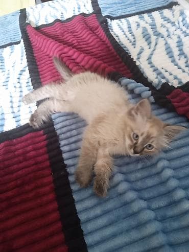кошка мальчик: 2 месяца, Мальчик, Приучена к лотку — 1