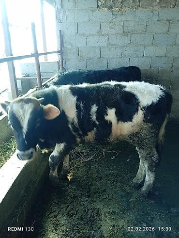 быки породистые: Продаю | Бык (самец) | На откорм | Племенные — 4