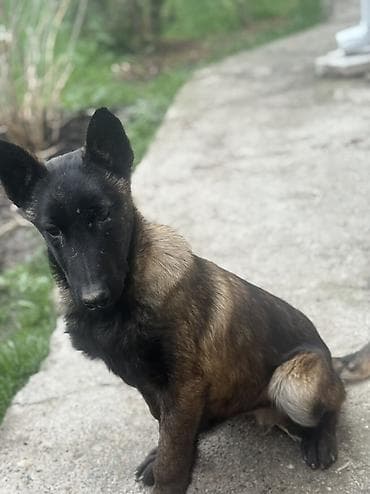 русская спаниель цена: Бельгийская овчарка, 4 месяца, Самец — 3