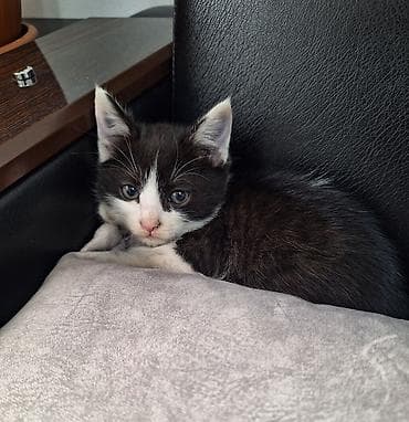 Вязка кошек: 3 месяца, Мальчик, Биколор, Приучена к лотку, Проглистована — 2