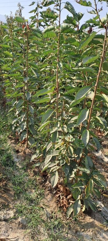 уголь каракече бешсары шабыркуль каражыра доставка бишкек купить фото: Всем Ассаламу алайкум гилас кочоттор сатылат сорту воловой 3 деген — 8