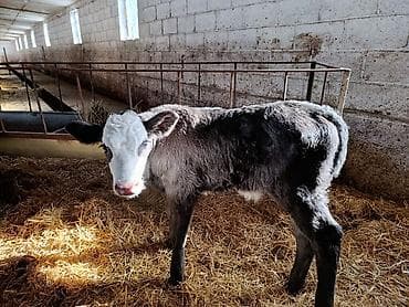 английский байтал: Продаю | Бык (самец), Тёлка, Музоо, торпок | Швицкая, Симментальская | На откорм, Для разведения, Для молока | Искусственник — 6