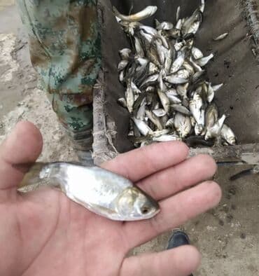 аквариум jebo: Продаю малёк
Карп 
Сазан
Белый Амур 
Толстолоб 
В любом количестве — 4