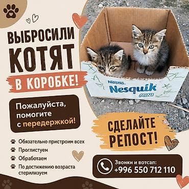 Кошка даром: Беспородная, Девочка at lalafo.kg Кошка даром: Беспородная, Девочка