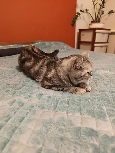 Вязка кошек: Отдам в добрые руки за символическую плату кошку порода скоттиш страйт — 3