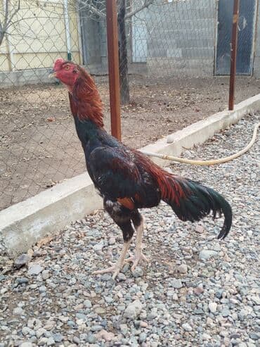 кошка город ош: Дакан жожо короздор сатылат активный алмашу жолдору бар адрес Бишкек — 7