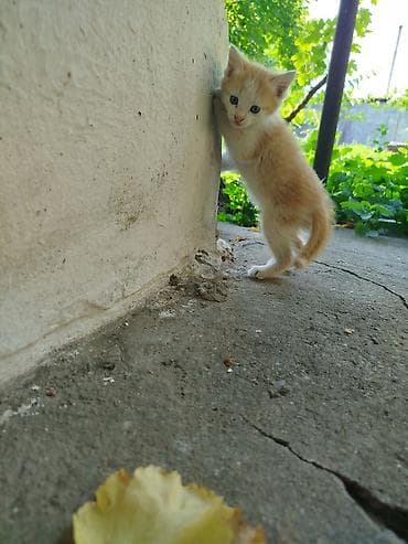 кошка купить бишкек: Продаються котята — 2
